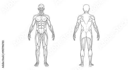Detailed anatomical illustration of the human muscular system showing both front and back views for medical or educational study.