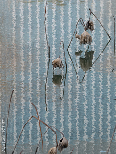 Dried Lotus Leaves on a Frosted Pond