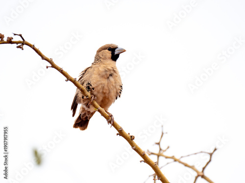 Siedelweber (Philetairus socius)