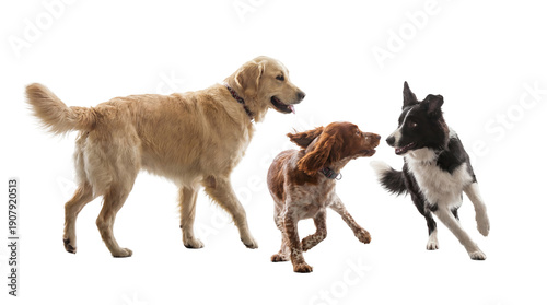 Φωτογραφία Three Playful Dogs Including Golden Retriever, Brittany Spaniel and Border Colli