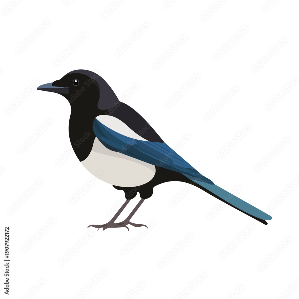 Fototapeta premium Modern flat 2D vector illustration of Magpie, clean and minimal design, isolated on white background.