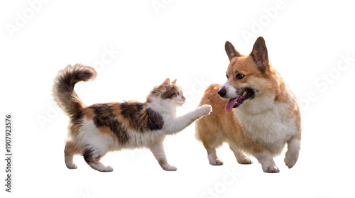Quadro su tela Charming Interaction Between Calico Cat and Pembroke Welsh Corgi Dog, Cat Reachi