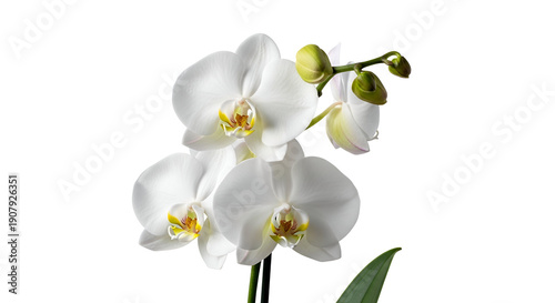 Beautiful white orchid flowers in full bloom