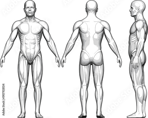 Human muscular anatomy illustration, male body front back side views, detailed muscle structure diagram, medical fitness education, isolated white background