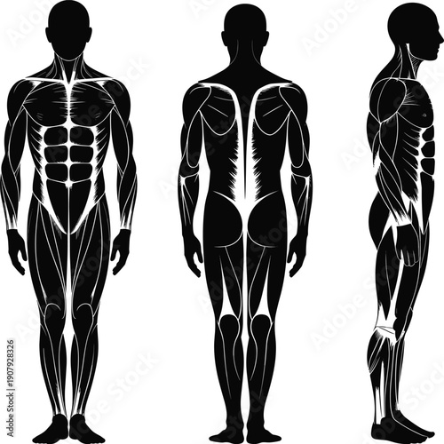 Human anatomy muscular system silhouette male body front back side views, medical fitness muscle diagram illustration, isolated white background vector