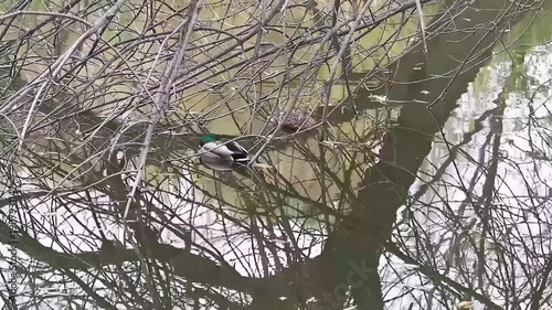 Mallard Ducks Sheltering Among Riverside Branches