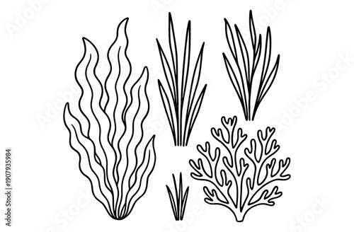 Set of hand drawn seaweed and coral line art illustrations