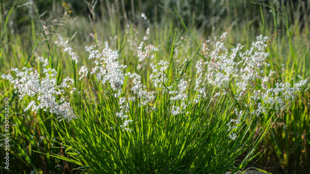 Fototapeta premium Fleurs sauvages en été en Namibie
