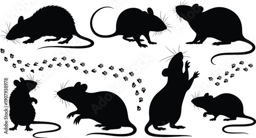 Rat silhouettes collection with footprints isolated on white background, mouse rodent wildlife animal poses set, flat black vector illustration