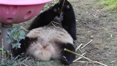 Little Panda playing under the pink spinning Bowl , Chongqing, China
