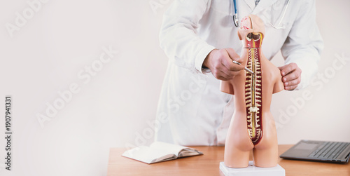 doctor points to human spine on anatomical model of human body. Bone and skeletal structure: biology and medicine training. Posture and musculoskeletal problems, protrusion, herniated discs copy space