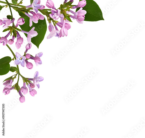 Small sprig of purple lilac...
