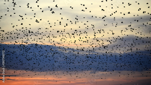 Huge flock of crows at dusk in the sky above Targu Mures, Transylvania.