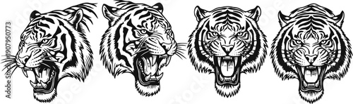 set of fierce tiger head illustrations showing roaring and growling expressions