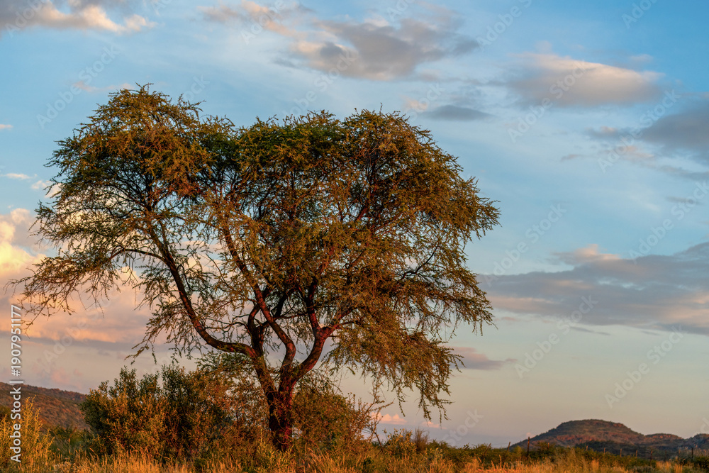 Fototapeta premium Paysage de Namibie au lever du soleil