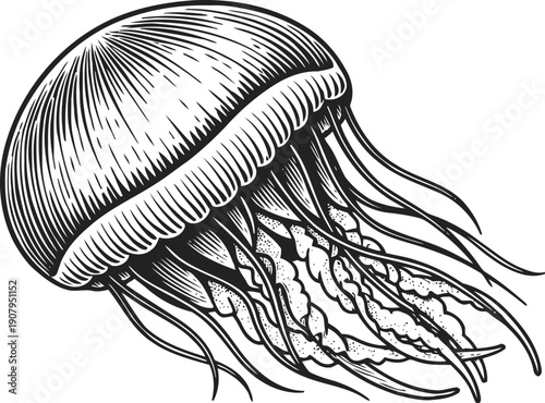 Detailed black and white ink illustration of a jellyfish with flowing tentacles and textured bell