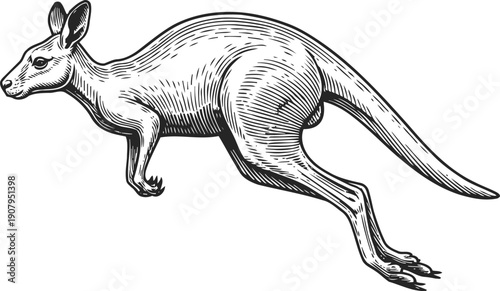 Detailed hand drawn kangaroo illustration in black and white, wildlife animal sketch, marsupial drawing