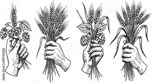 Hands holding wheat and hop plants bundle vintage botanical illustration of agriculture crops harvest