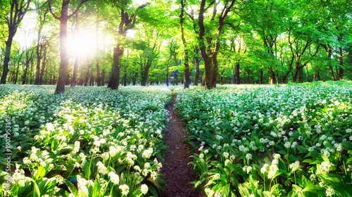 Konstfotografi Wild Garlic in Bloom with sun in green forest landscape
