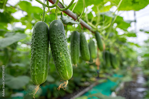 Fresh cucumbers growing in a greenhouse