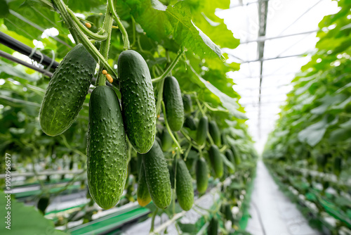 Cucumbers growing in greenhouse modern agriculture system
