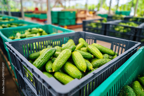 Freshly harvested organic cucumbers arranged in plastic crates