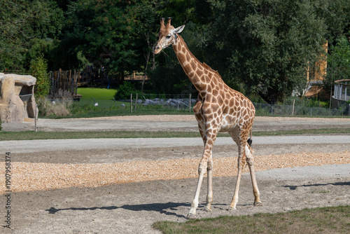 Mulhouse, France - August 24th 2025 : View of a Kordofan giraffe walking in a park in Mulhouse.
