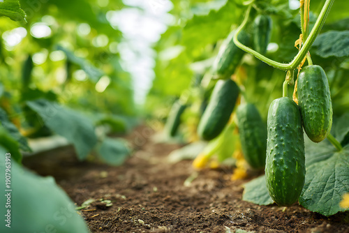 Ripe cucumbers growing on vines in greenhouse