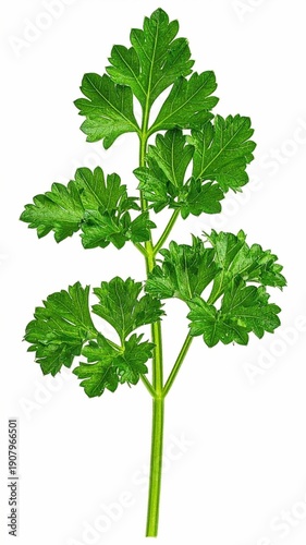 Fresh Parsley Plant Isolated on White Background, Bright Green Herb with Curly Leaves for Cooking, Garnishing, and Natural Aroma Concept