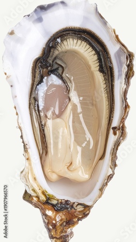 Fresh Oyster with Shell Isolated on White Background for Seafood Object and Luxury Cuisine Concept