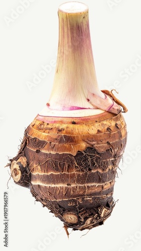 Fresh Taro Root Isolated on White Background, Colocasia esculenta Edible Tropical Tuber Concept