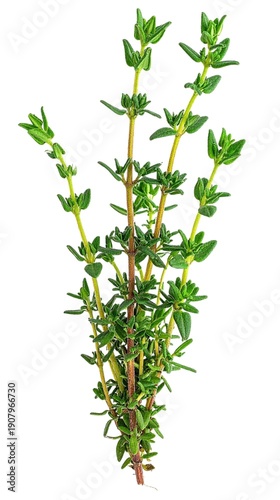 Fresh Thyme Plant Isolated on White Background, Fragrant Green Herb with Tiny Leaves for Cooking and Natural Seasoning Concept