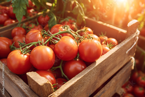 Fresh ripe tomatoes harvesting in wooden crate under sunlight