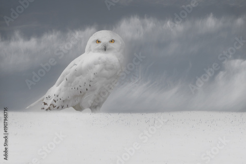 Snow owl on the snow ground