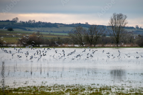 A flock of seagulls in flooded meadows