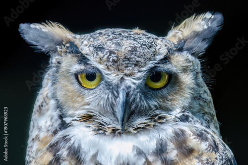 Great horned owl head and its feathers