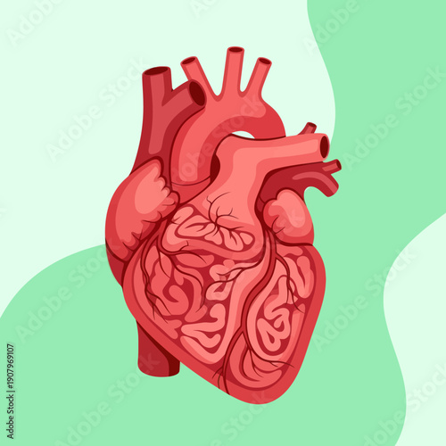 Detailed Anatomical Human Heart Illustration.