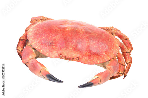  Crab on white background isolated