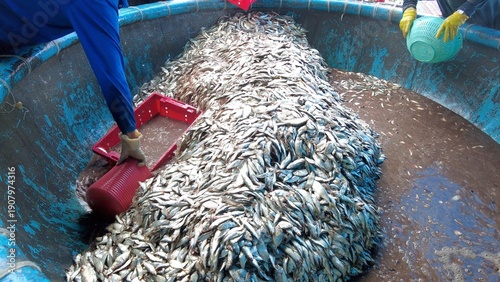 Asia, Vietnam, Mui Ne 02,10, 2026 - Fishing village returning from sea fishing - cleaning of blue fish, anchovies and sardines in the port - workers wash the fish  before selling  at the fish market