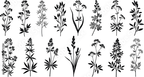 Black botanical silhouette vector set featuring wild herbs leaves and floral branches isolated on white background for branding packaging print design projects templates