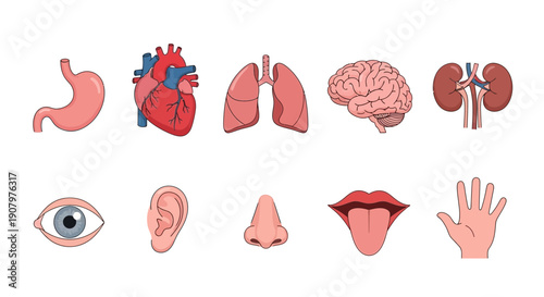 Illustration of ten human organs and body parts arranged in two rows