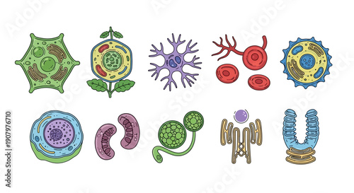 A collection of ten colorful stylized biological cell and organelle illustrations