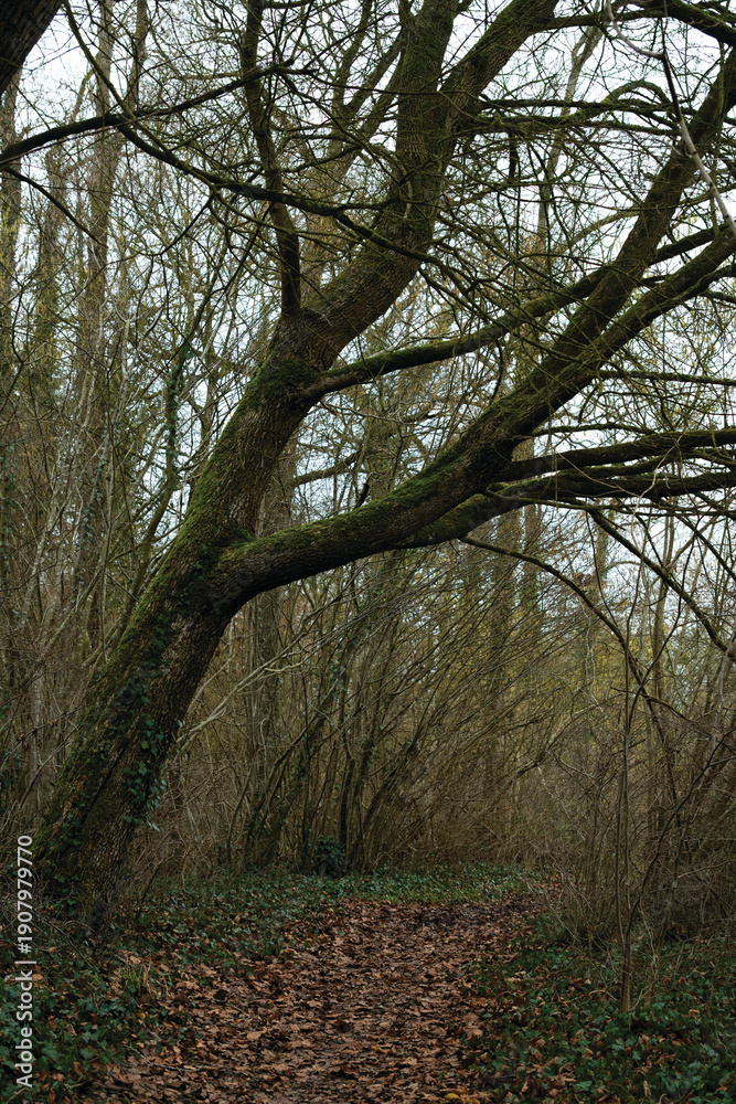 Obraz premium Arbre d'hiver
