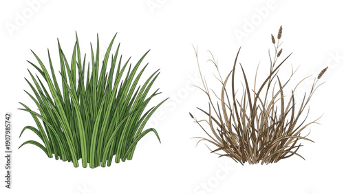 Photos A digital illustration comparing healthy and dry grass tufts from a top-down viewpoint