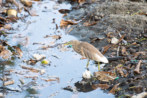 Bilde på lerret Indian pond heron bird or paddybird in a polluted river, plastic waste and wildl