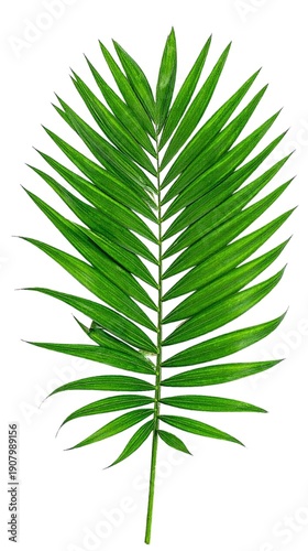 Green Palm Leaf Isolated on White Background Representing Tropical Nature and Summer Concept