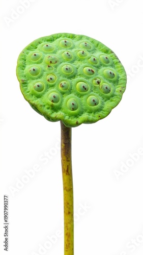 Lotus Seed Isolated on White Background, Aquatic Plant Fruit Representing Purity, Nutrition, and Natural Growth Concept
