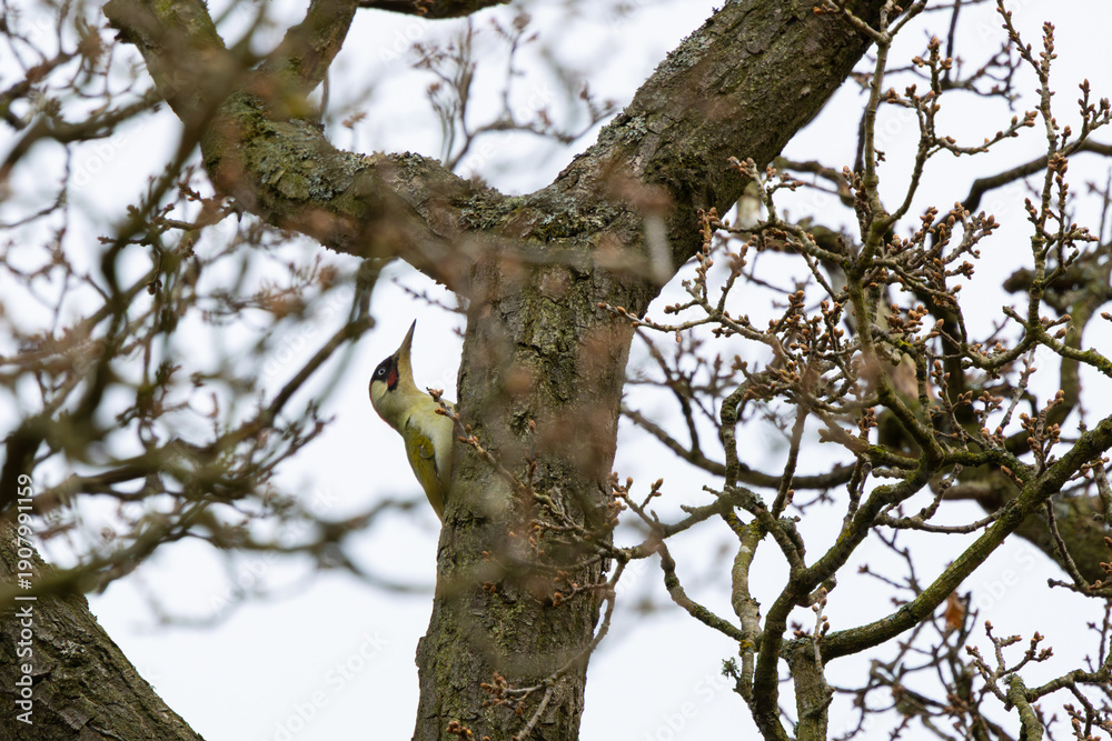 Fototapeta premium Green Woodpecker perched in a tree on a spring day.