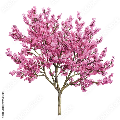 Photos High-resolution watercolor painting vector of Redbud Tree, isolated on a white background
