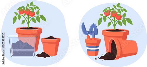 Tomato plant in pot with soil and gardening tools, ready for planting